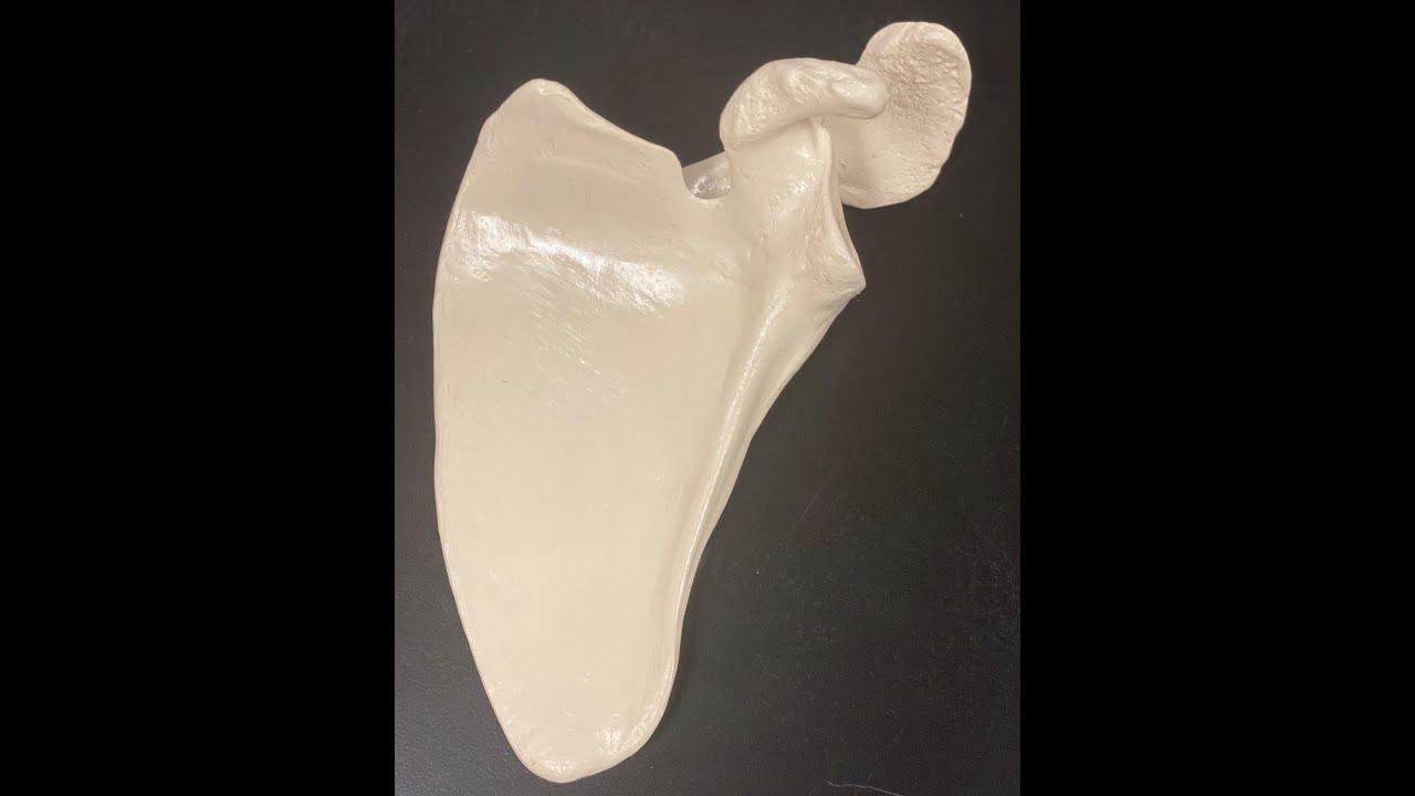 Human Bones Upper Half   Dr  Denny A  Patel, DPT, CSCS