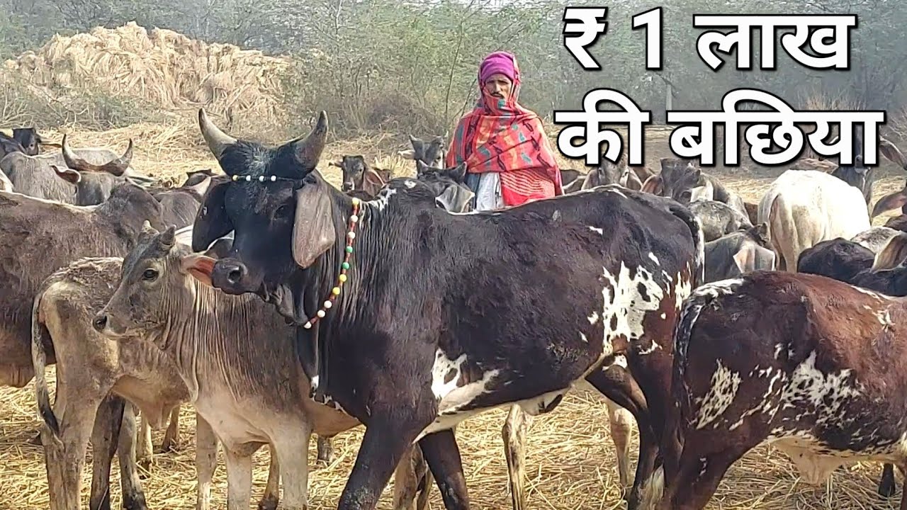 👍₹1 लाख की 7 Star 🌟 काबरी कांकरेज बछिया 👍7027272983 #desi #kankrej #cow