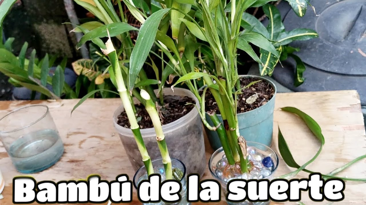 Bambú de la Suerte // Reproducción y trasplante ¡El Secreto para Atraer Energía Positiva! 🌟