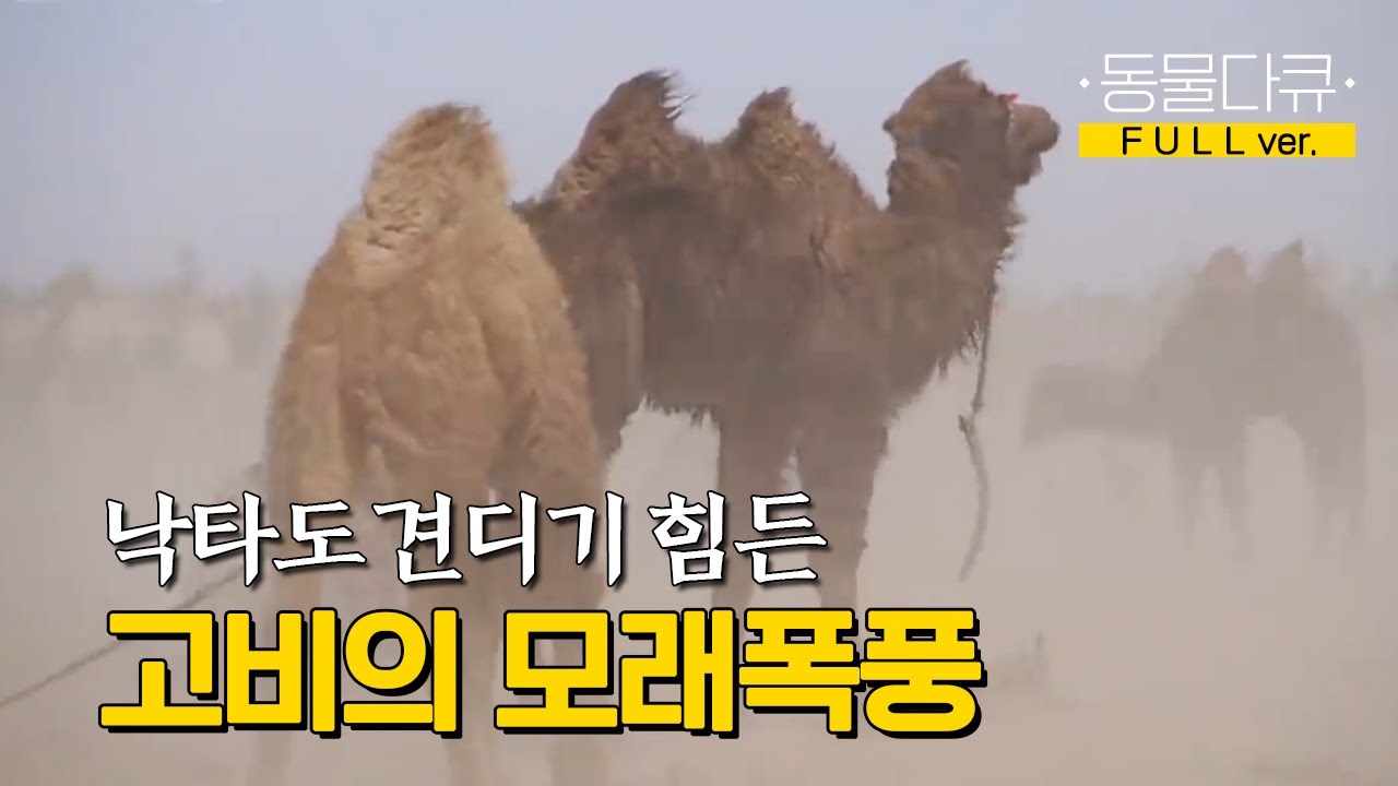 [풀버전] 낙타도 황사는 견디기 어렵다 l 몽골고원 2부 - 낙타의 노래 l KBS 파노라마 140214 방송