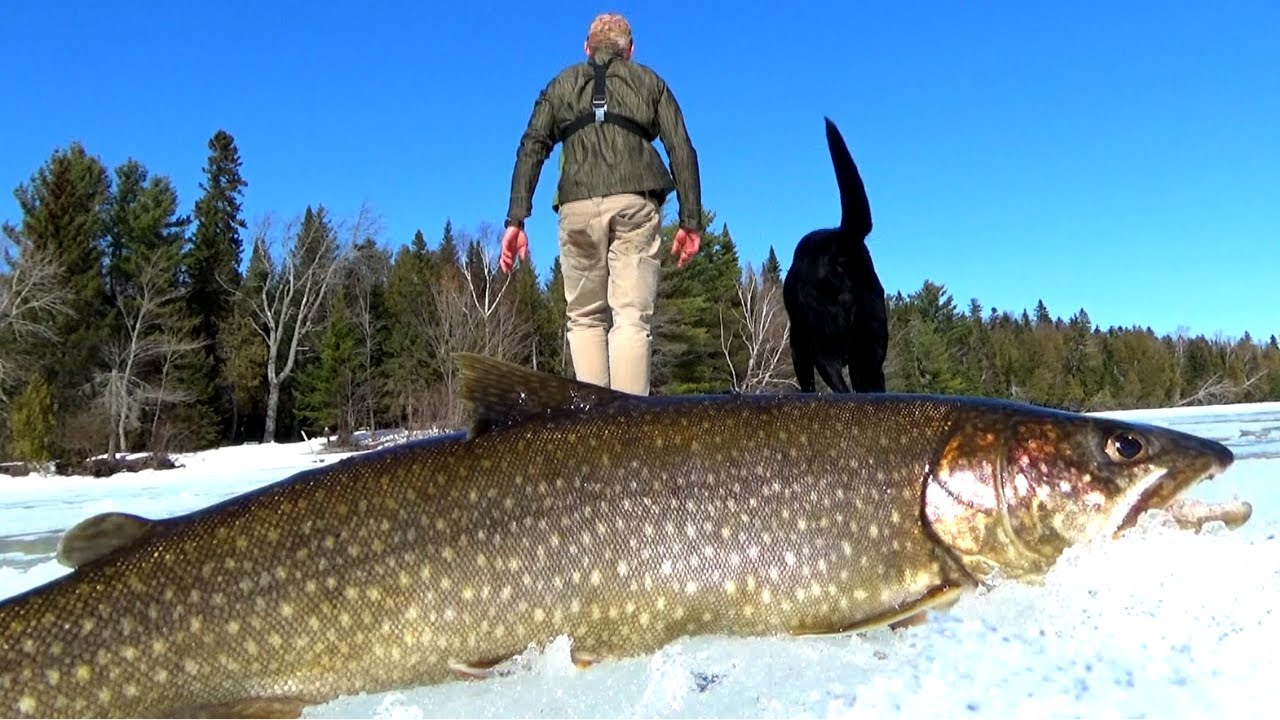 Lake Trout Blitz on Allagash Lake | Ice Fishing Maine Backcountry