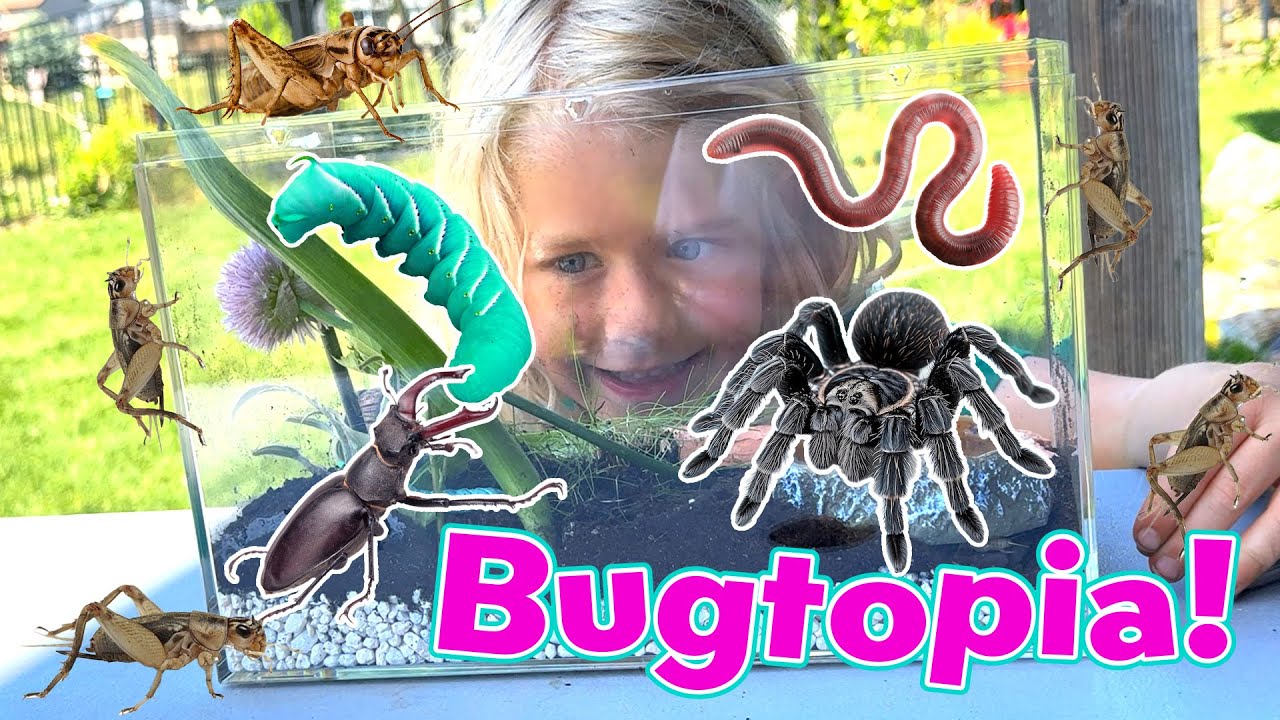 Bugtopia Surprise! Juju Sets Up the Ultimate Bug Habitat for His Pet Spider and Bugs! 🕷️🐛