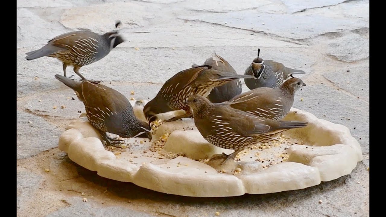 Backyard California Quail feeding, sounds, chirps, call, song.