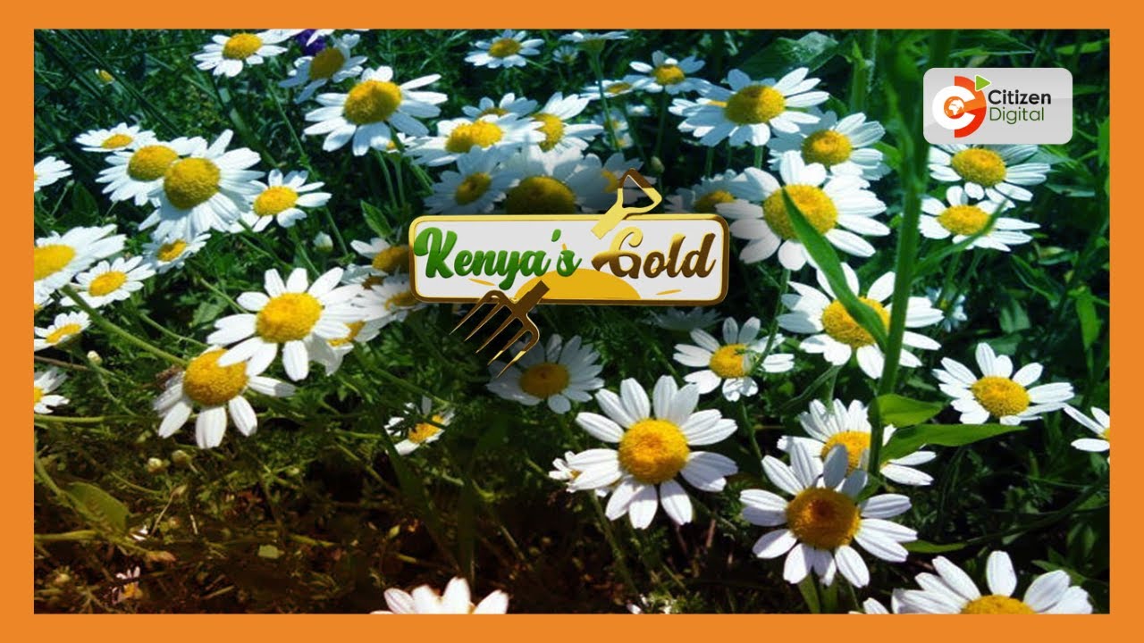 | KENYA'S GOLD | Pyrethrum Farming [Part 1]