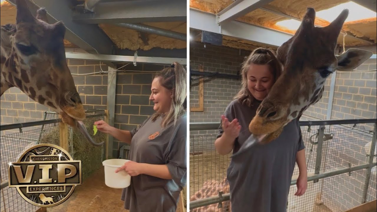Feeding The Giraffes At Chessington On Their V.I.P Experiences!| June 2025