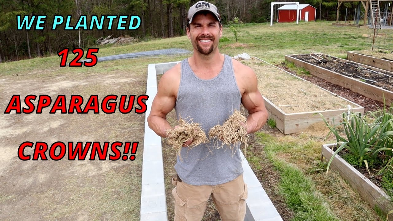 How to Plant Asparagus, Bed Build, Soil Prep & Irrigation