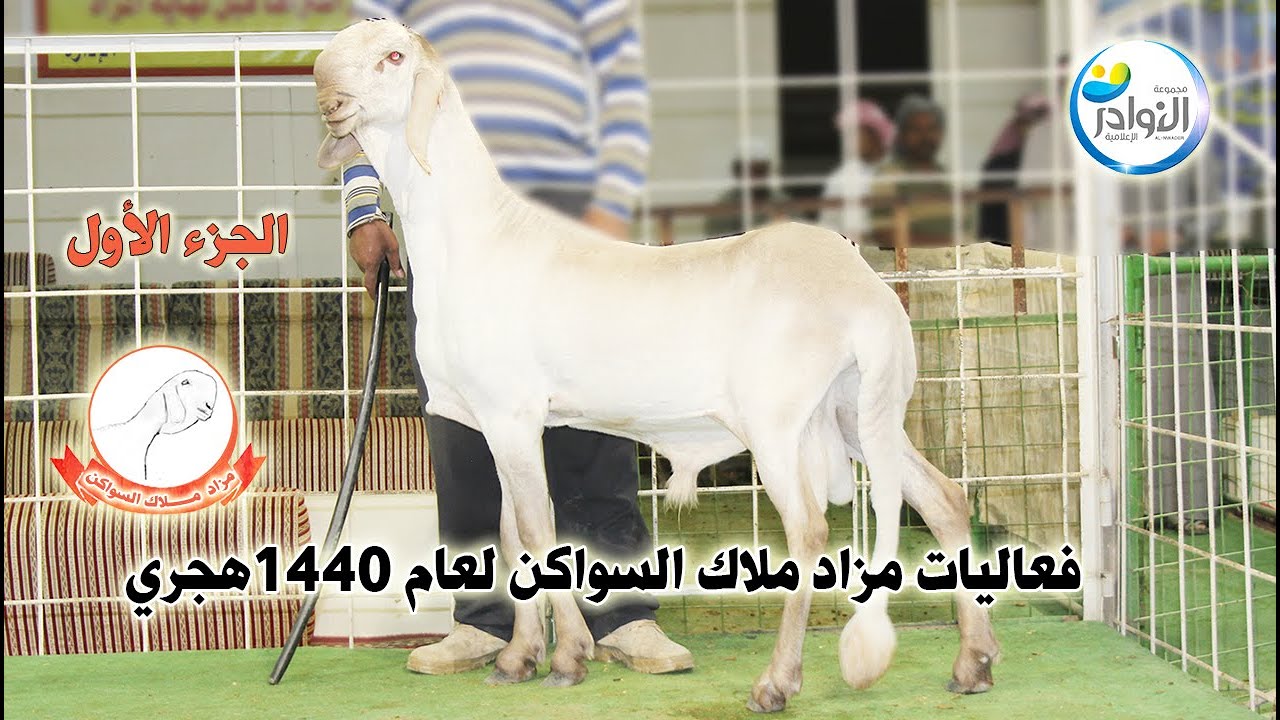 فعاليات مزاد ملاك السواكن (1)لعام 1440هجري