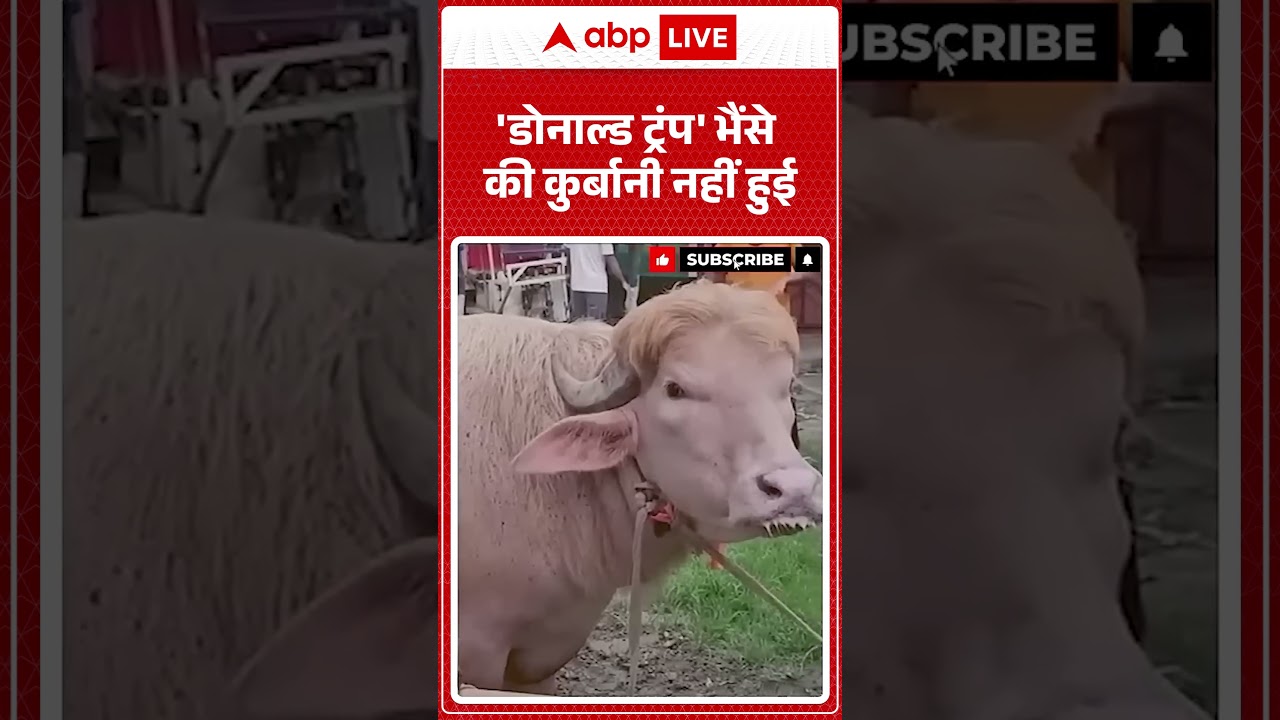 Bakrid 2026 : 'DonaldTrump' भैंसे की कुर्बानी नहीं हुई  | #AnimalMandi #Bakramandi  #EidUlAdha