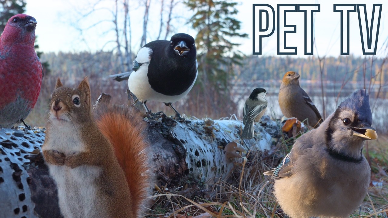 Cat TV &bull; Dog TV - Silly Squirrels & Birds! 😻 8 Hours of Nature Action for Cats, Dogs, and People