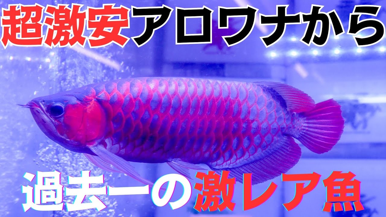 【ショップ訪問】完売必至の激安アロワナから！過去最高の1匹まで！　#アロワナ #高級魚 #aquarium #アクアリウム #大型魚 #アジアアロワナ #アロワナ #古代魚 #紅龍
