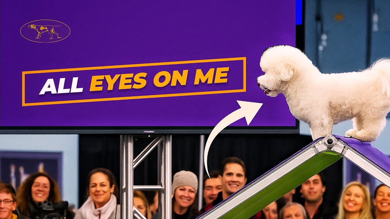 Winky the Bichon Frise Steals the Show | Westminster Dog Show