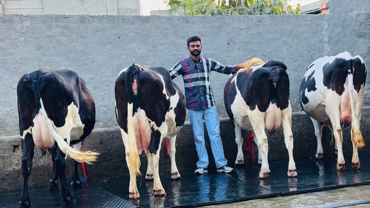 &ldquo;🔥 No.1 HF Breed for Sale at Jashan Dairy Farm |Punjab  | Top Quality Cows 🐄&rdquo;