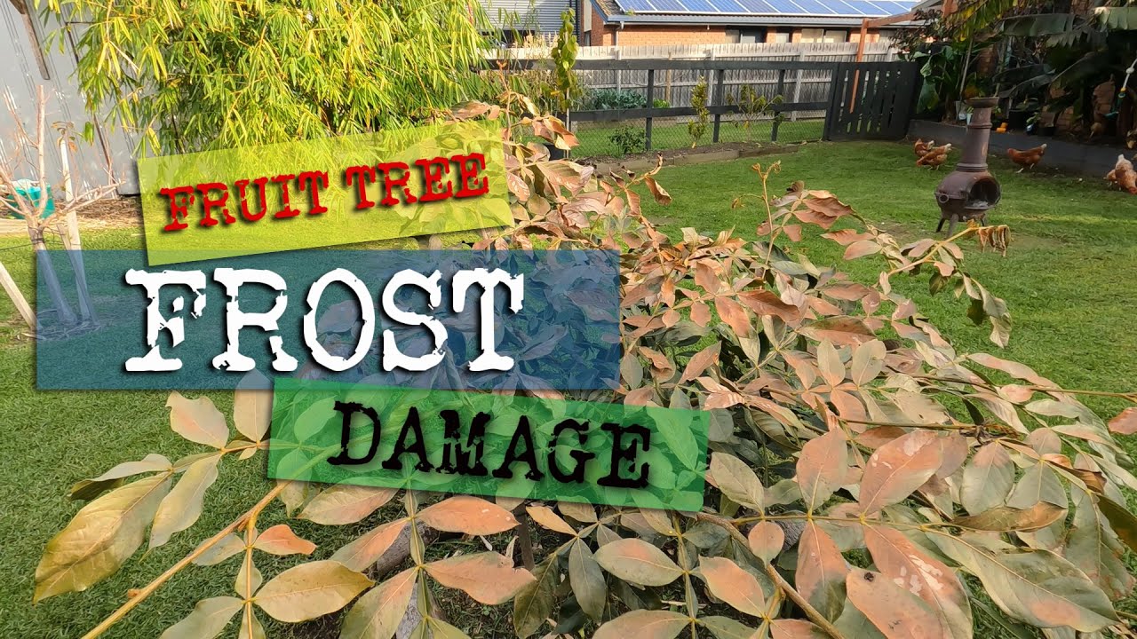 FRUIT TREE FROST DAMAGE