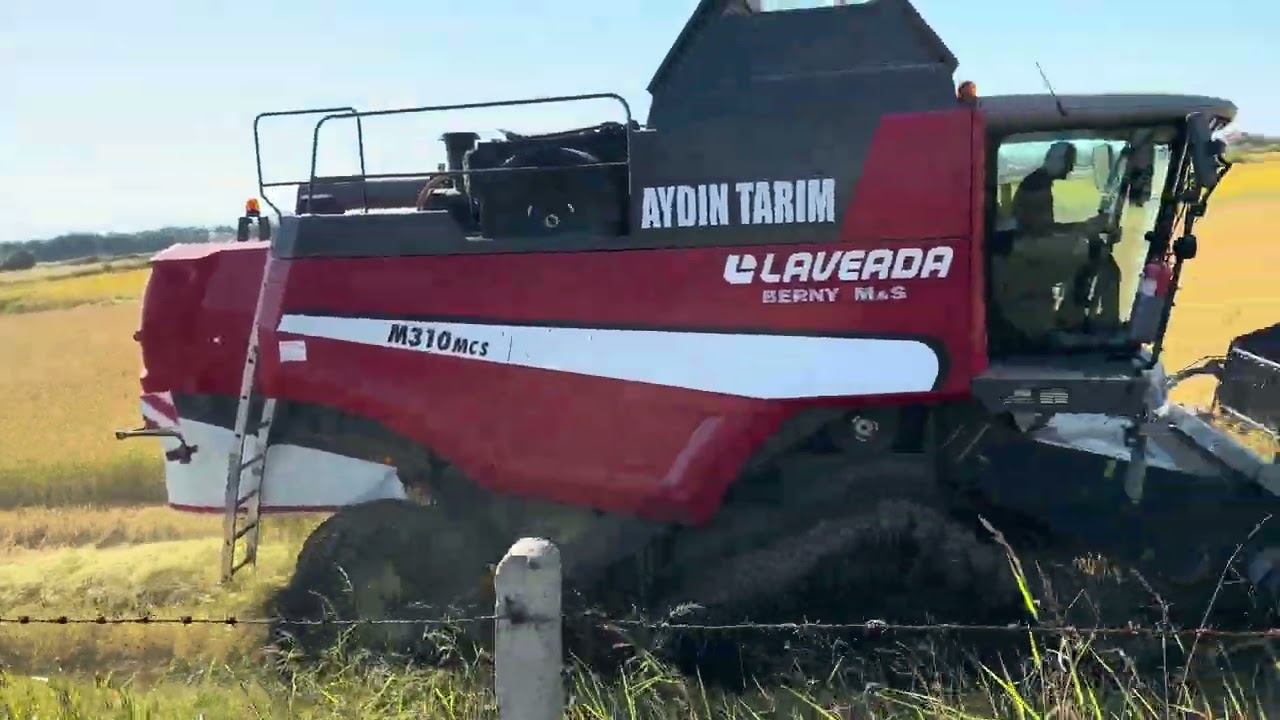 Kırmızı laverda 