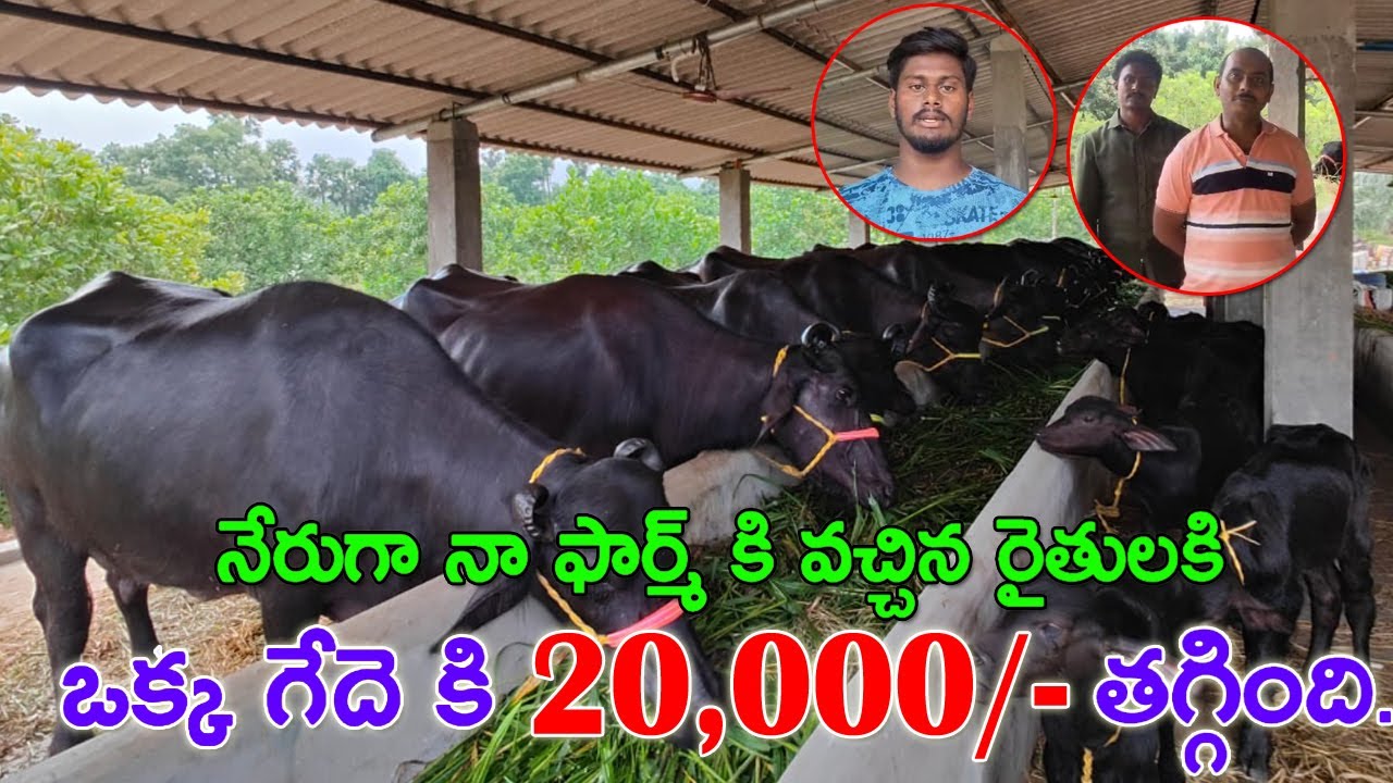 ఆంధ్ర లో తక్కువ ధరలో గేదెలు ఎలా తీసుకోవాలి? 8688765565 | Murrah buffaloes for sale at Low price