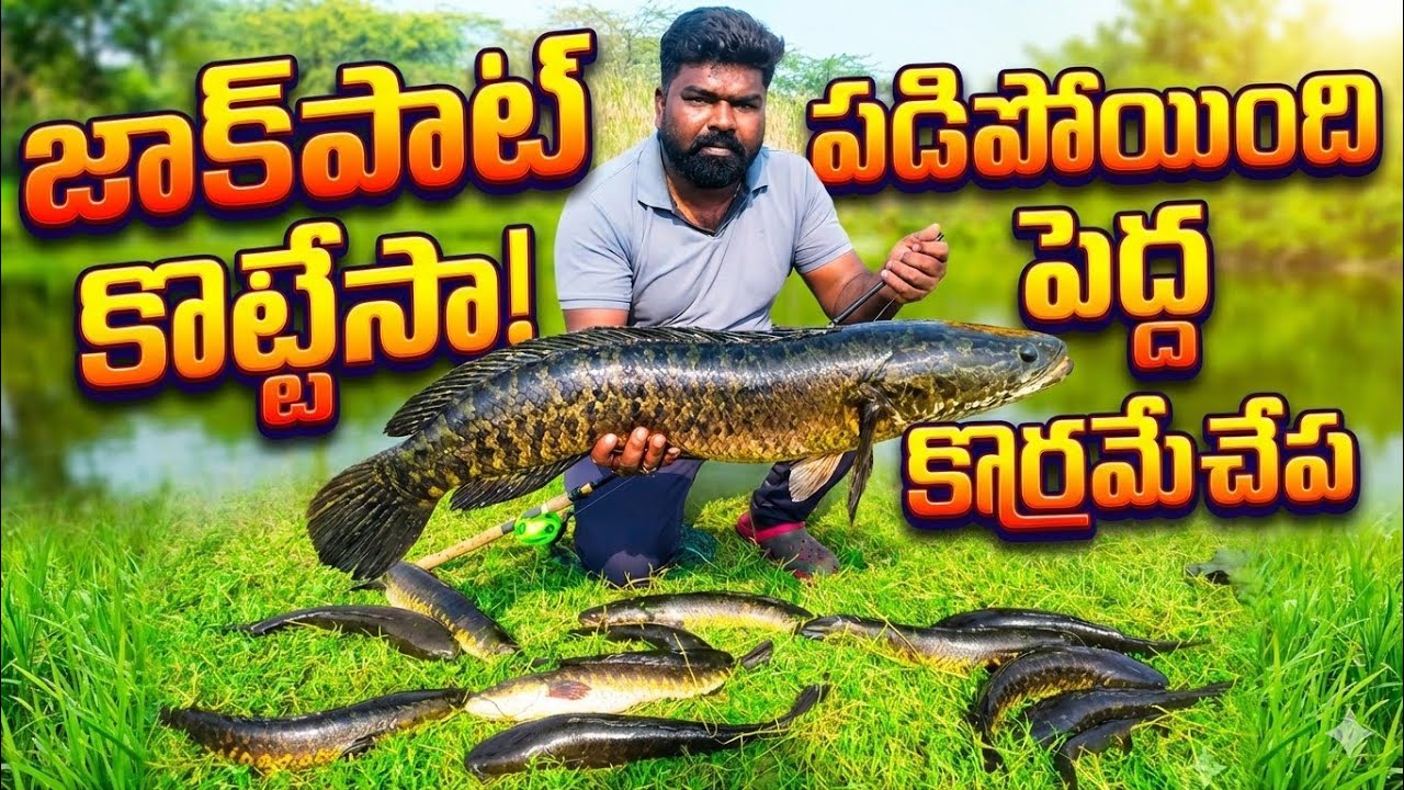 అస్సలు కొర్రమేను అంటే ఇలా ఉండాలి Big Size కొర్రమెను మామా Bro's