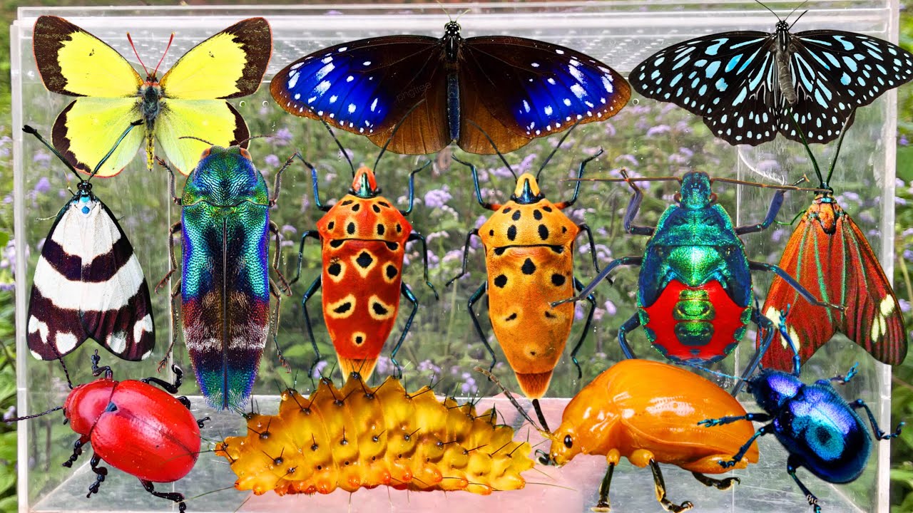 Amazing Insect Hunting: Beautiful Butterflies, Rare Beetles, Giant Shield Bug & More