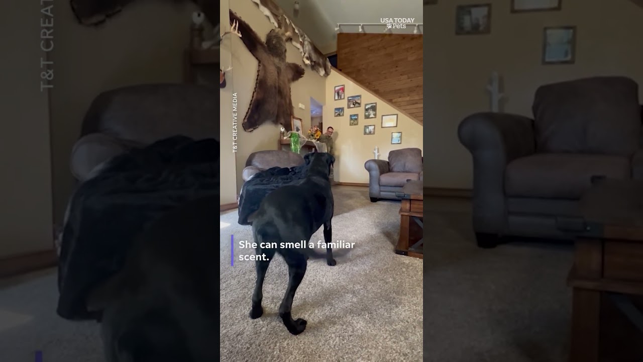 This dog went blind while her owner was deployed, but she smells his return home