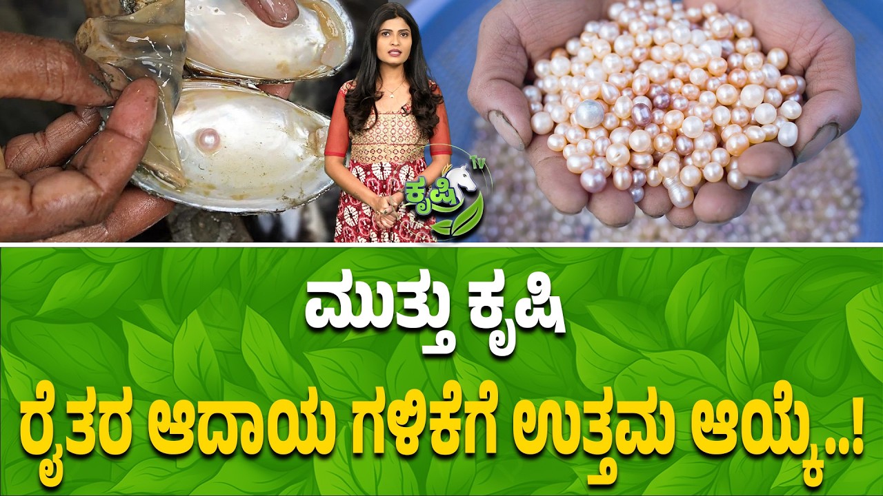 ಮುತ್ತು ಕೃಷಿ ರೈತರ ಆದಾಯ ಗಳಿಕೆಗೆ ಉತ್ತಮ ಆಯ್ಕೆ..! | Pearl Farming: A Profitable Option for Farmers