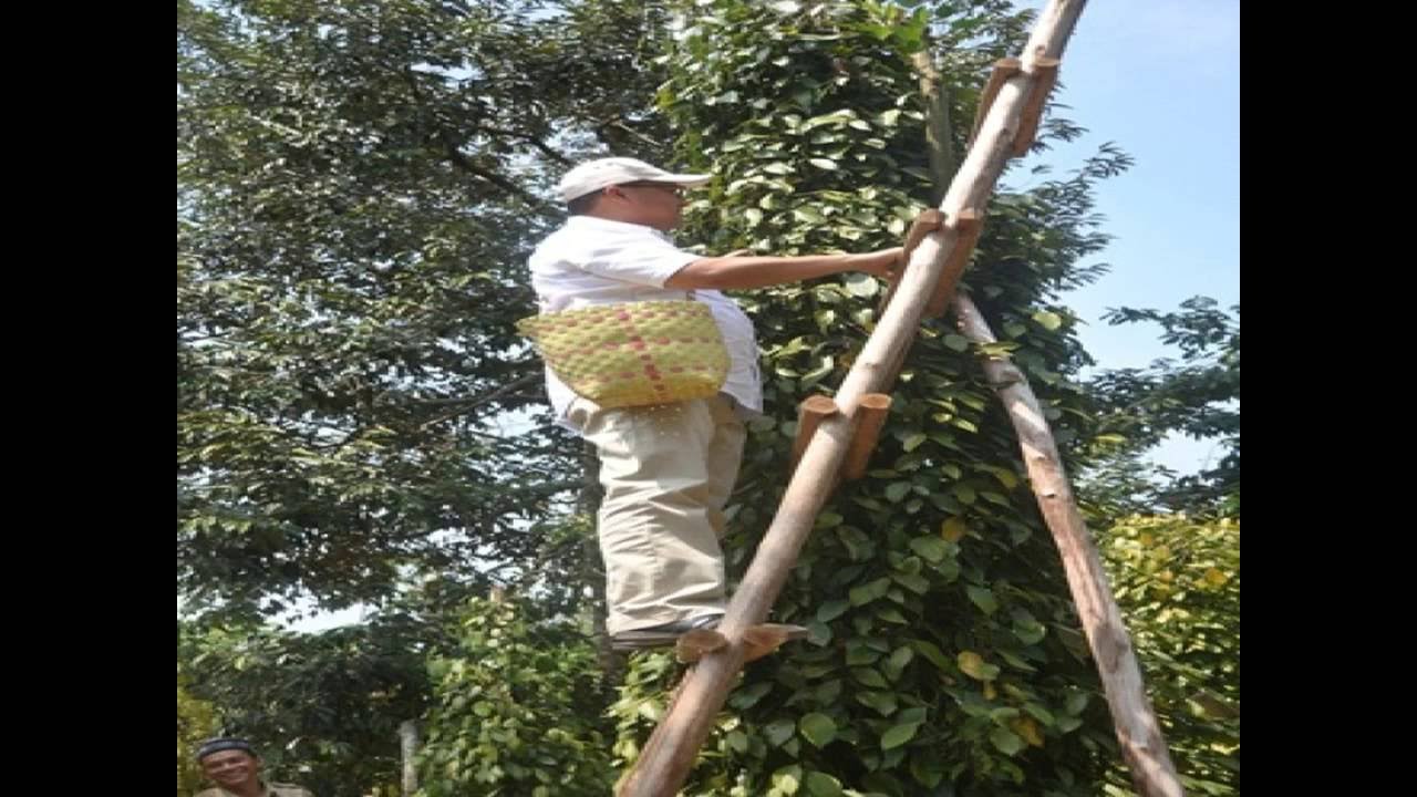 Petani Sahang