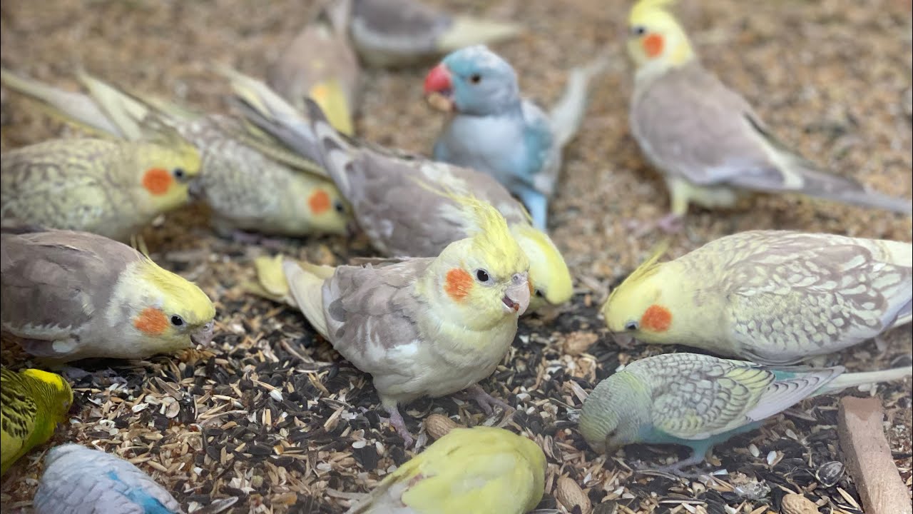 Flock of colorful birds and parrots 🦜 #asmr #birds #birdsavairy #birdspecies (Episode-2)