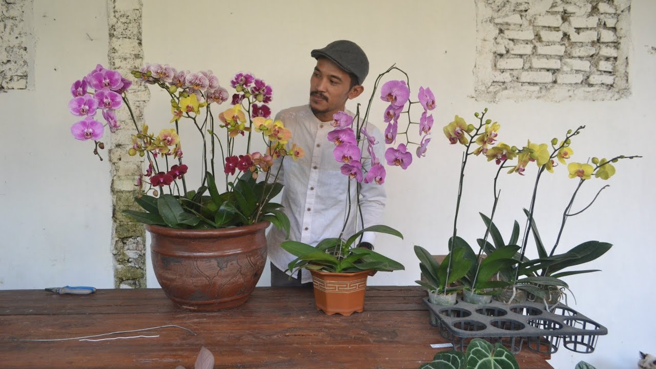 Agar Anggrek berbunga banyak, Merawat Anggrek Bulan bagi pemula