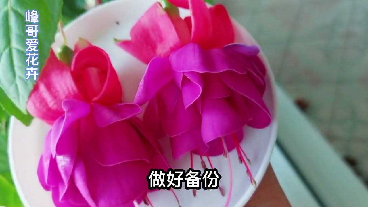 分享倒挂金钟扦插方法和日常养护管理技术，这样再也不怕它挂掉了