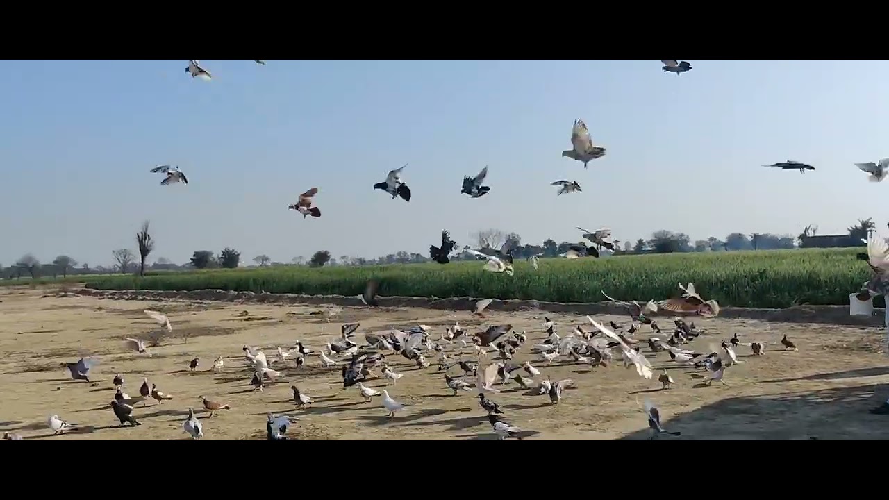 10☆2☆2024☆aaj ki kabutar Bazi ka Mukabala taaja jhuthi Jagah ka Mukabala