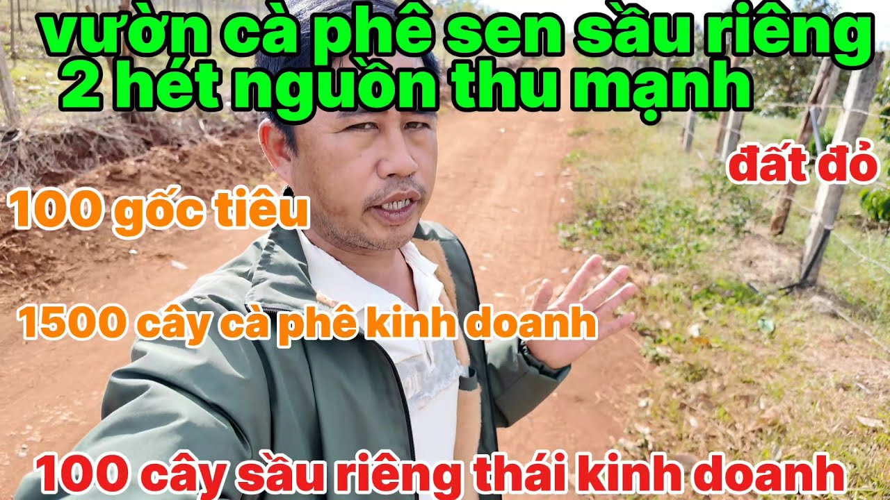 Vườn cà phê sen sầu riêng, đất đỏ bằng, nguồn thu cực khủng,giá rớt sàn,đẹp nhất tỉnh gia lai