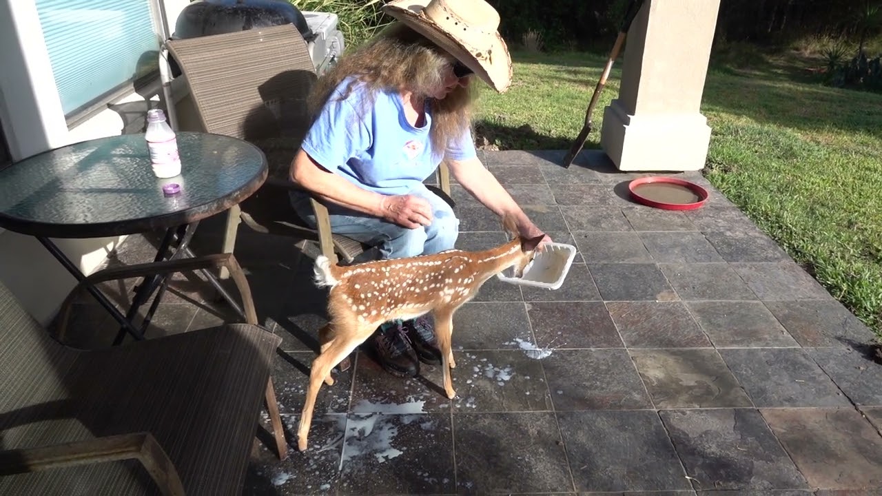 Breakfast with Bambi (day 2)