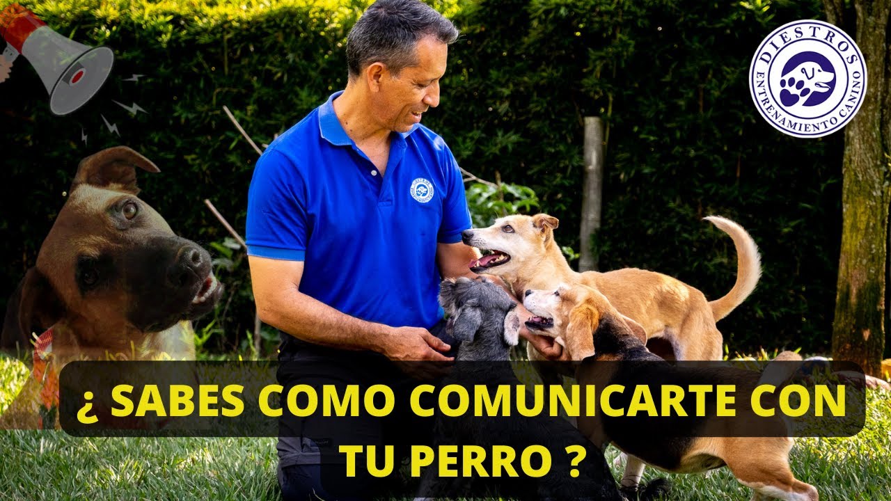 ¿Sabes cómo COMUNICARTE con tu PERRO?