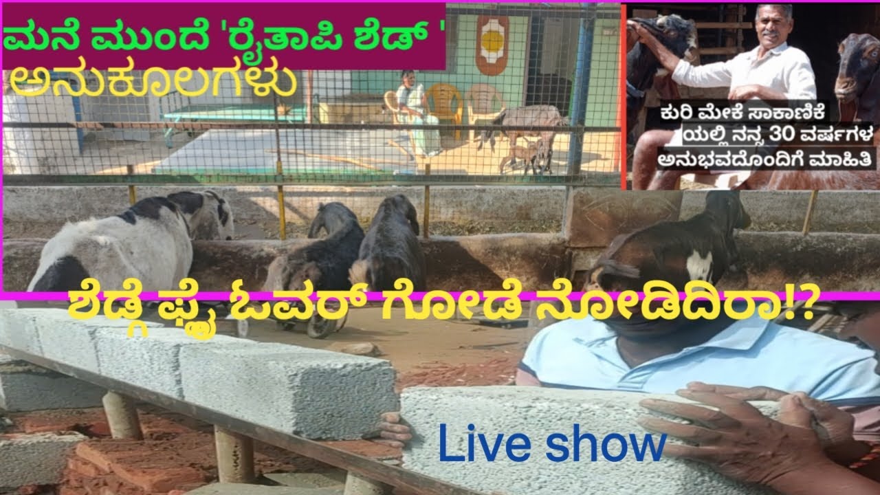 ಕುರಿ ಮೇಕೆ ಶೆಡ್ ಮನೆ ಬಳಿ ಇದ್ದರೆ ಅನುಕೂಲ.