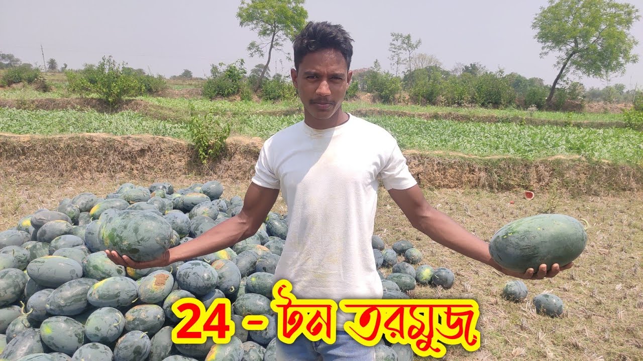 গ্রামের তরমুজের বিরাট বাগান, আজকের 24 টন তরমুজ গ্রাম থেকে মুর্শিদাবাদের নিয়ে গেল,