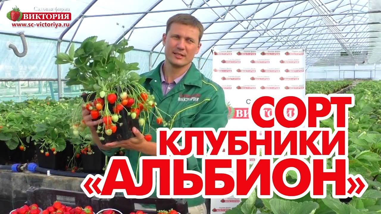Альбион - сорт крупноплодной земляники.