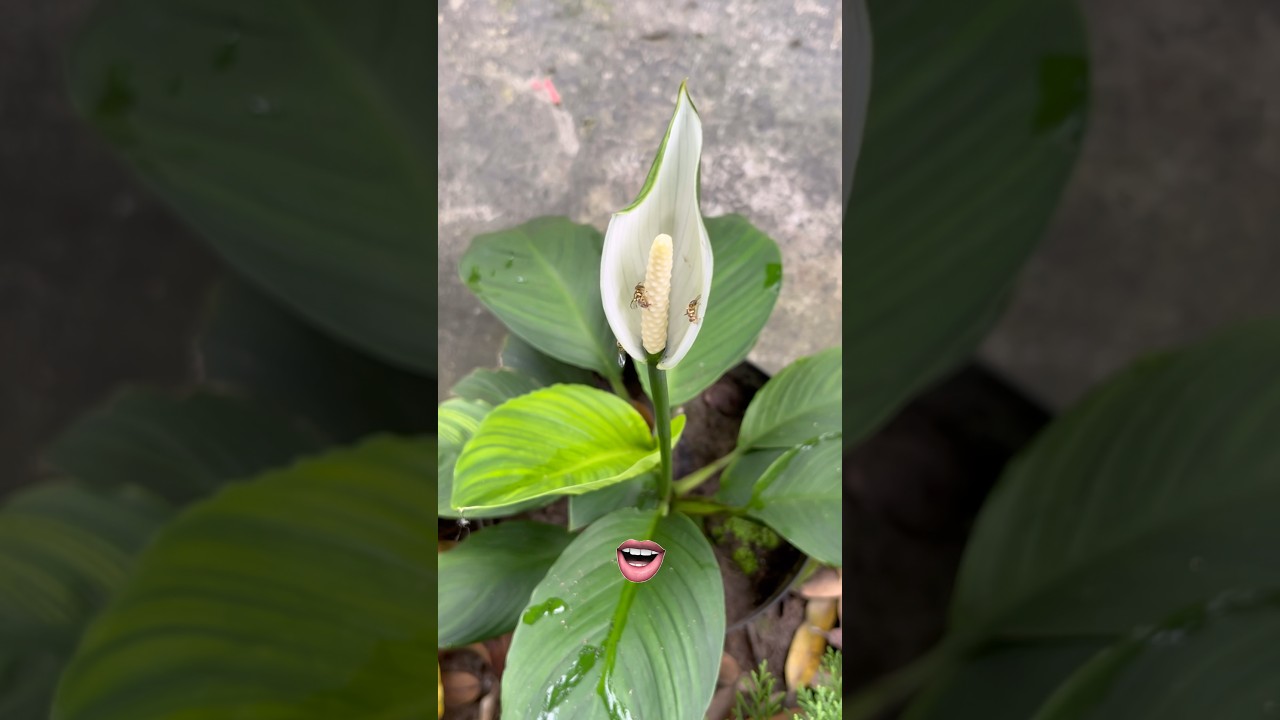 Podobała mi się ścieżka dźwiękowa, napisz w komentarzu, jak podobał Ci się ten film #snakplant #peacelily #mossrose Lubię Karo Ree 😂
