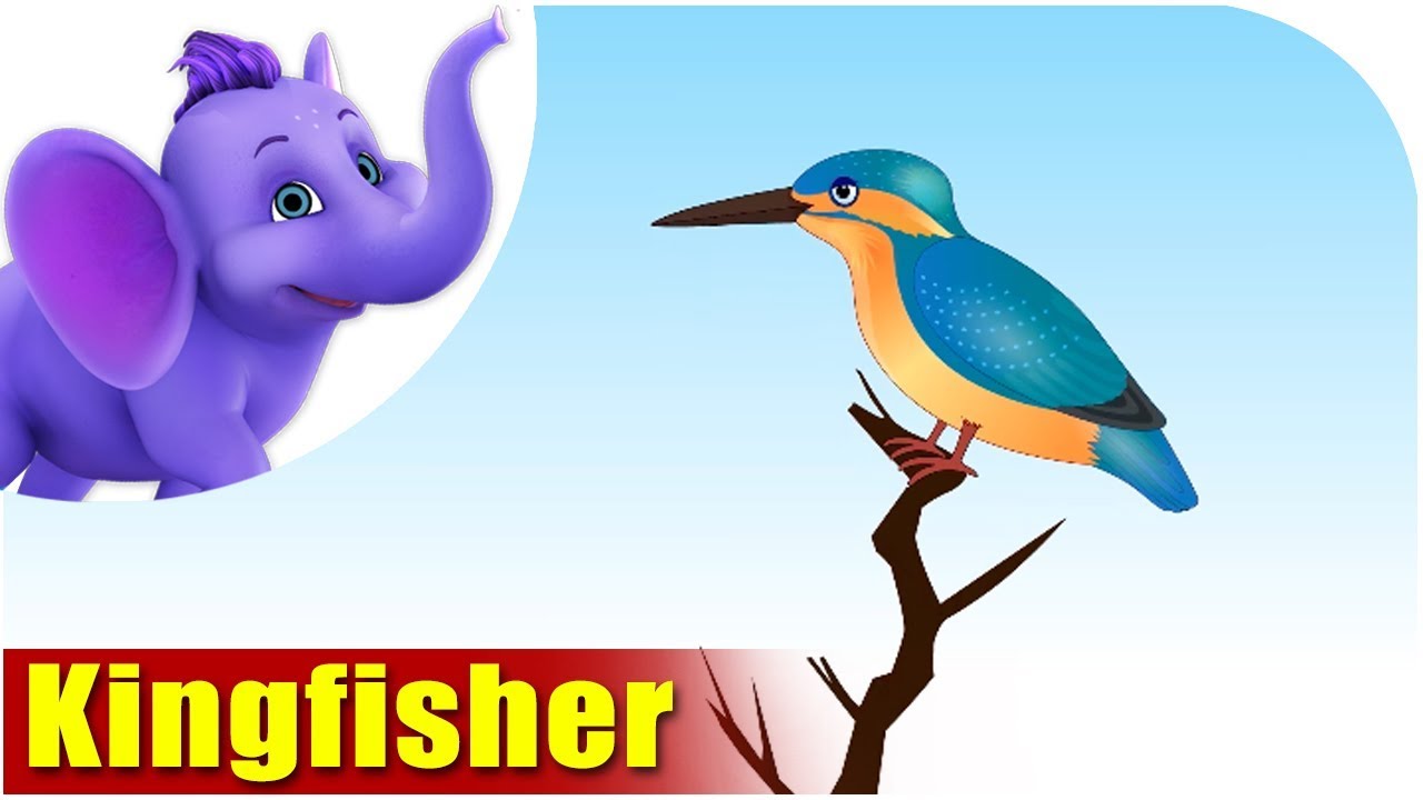 Kingfisher | Song on birds | 4K | Appu Series