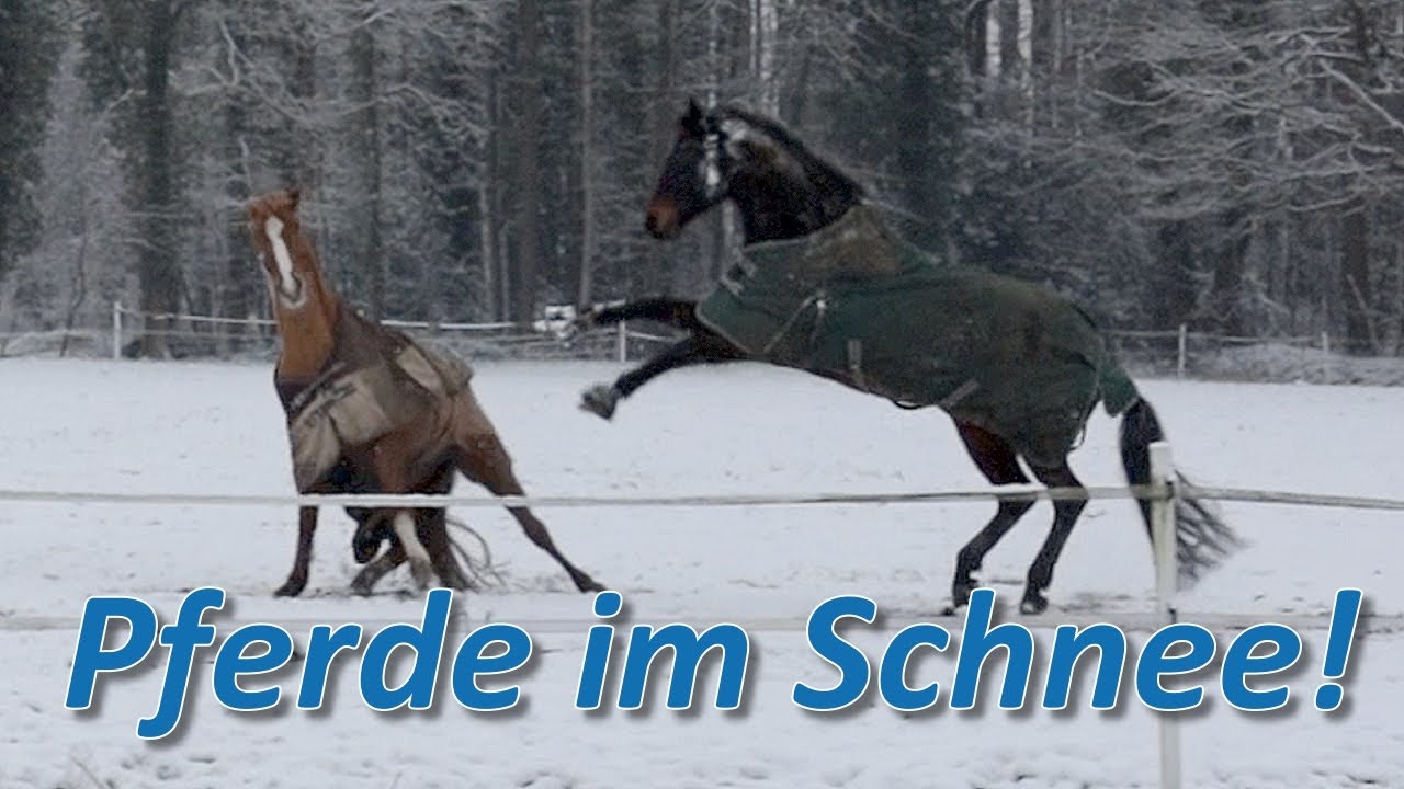 Pferde im Schnee - Falco & Bourbon dürfen mit raus! Ganze Paraden Training für Bourbon
