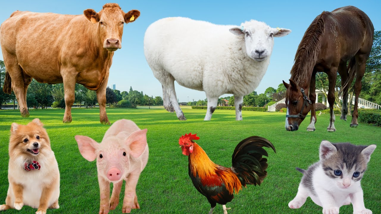 Beautiful Farm Animals: Chicken, Cow, Sheep, Horse, Rabbit, Cat, Dog, Pig-Animal Moments
