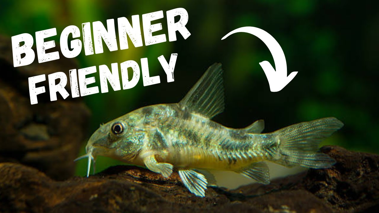 Best Beginner Aquarium Fish You Should Start With