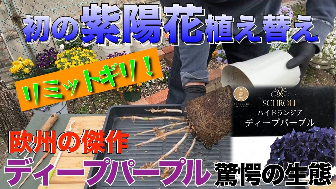 リミットギリ！紫陽花の植え替え。欧州の傑作！「ディープパープル」驚異のポテンシャル！！