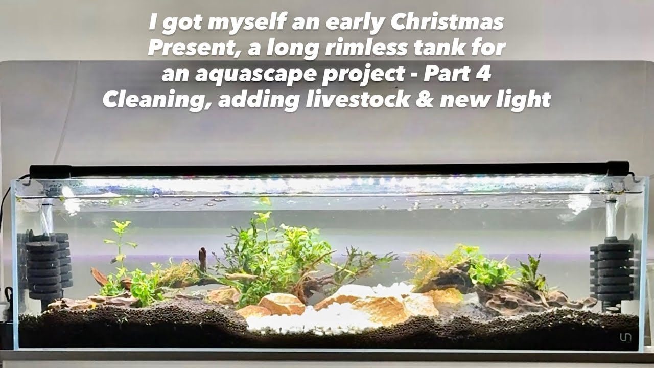 Early Christmas Gift, a long rimless aquascape project Part 4 Cleaning, adding livestock & new light