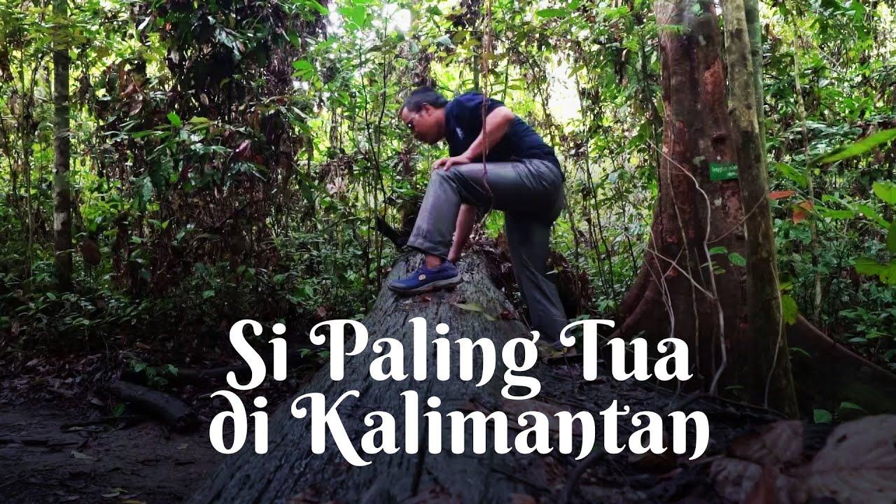 TAMAN NASIONAL KUTAI || RUMAH BAGI POHON TERBESAR DI DUNIA || MTA TRAVELER