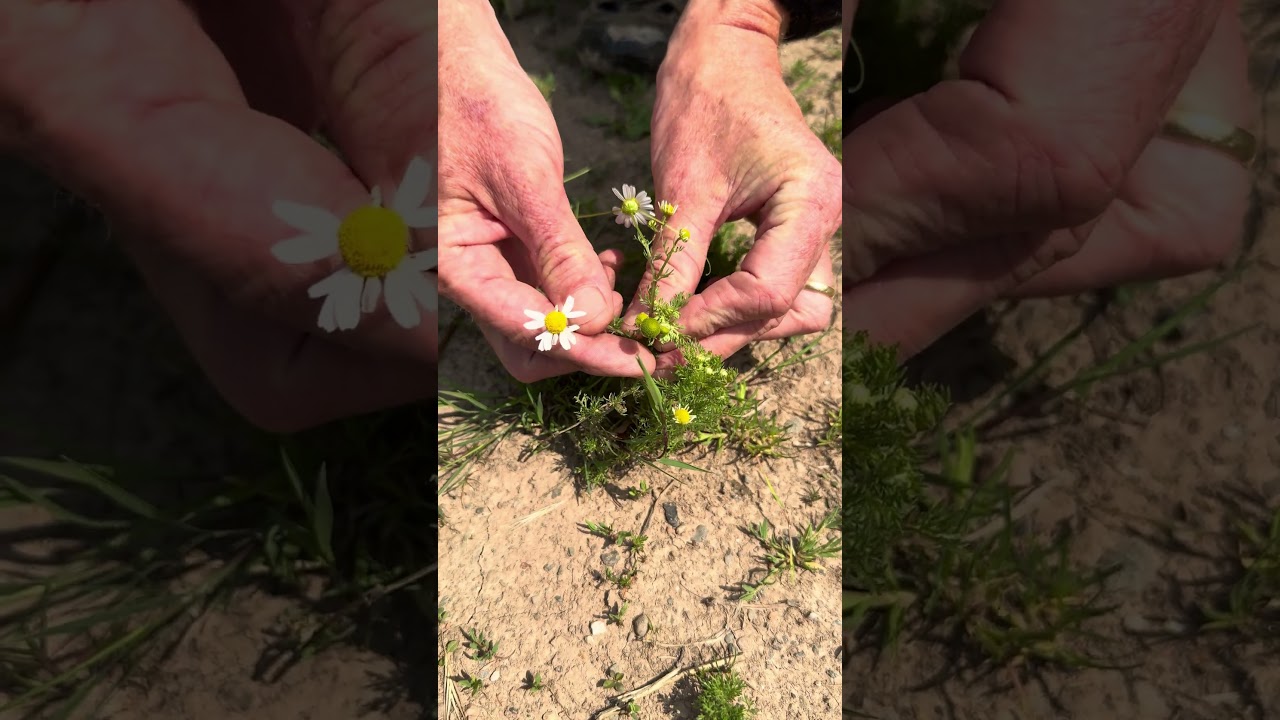 Pineapple weed v scented mayweed. #wildfooduk #foraging #foraging #foragingcourses #wildfood