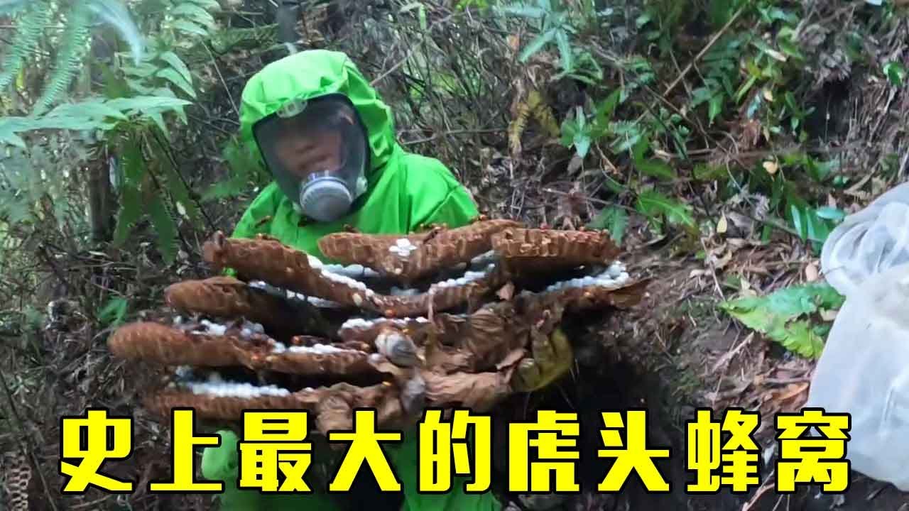 刷新虎头蜂的新纪录，挖开有足足30斤重！都得两人抬着走下山！【莆农阿敏】