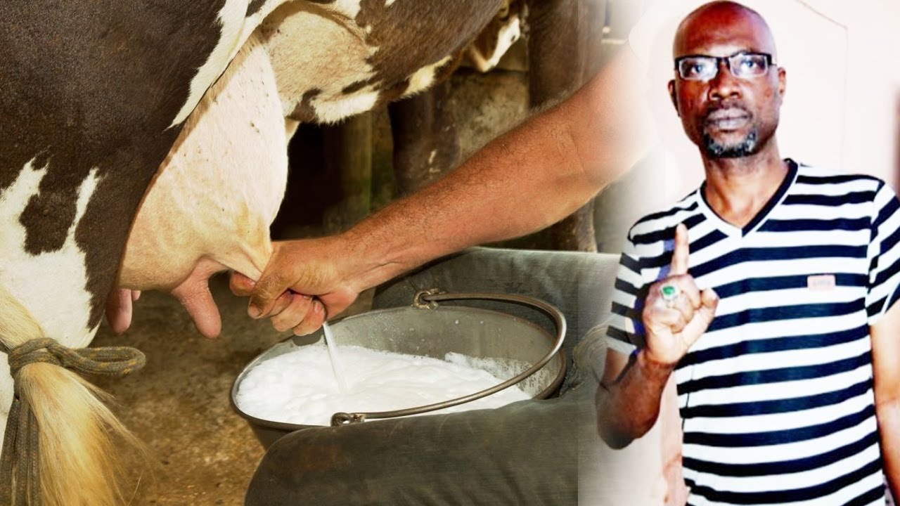 LALABY BERTHE FAIDA  LAIT DE VACHE POUR LA CHANCE