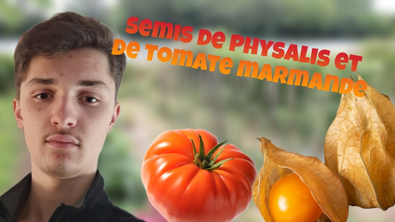 SEMIS DE PHYSALIS ET DE TOMATE MARMANDE