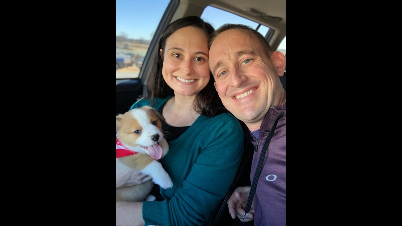 Jack the Corgi Coming Home.... SURPRISE!!!