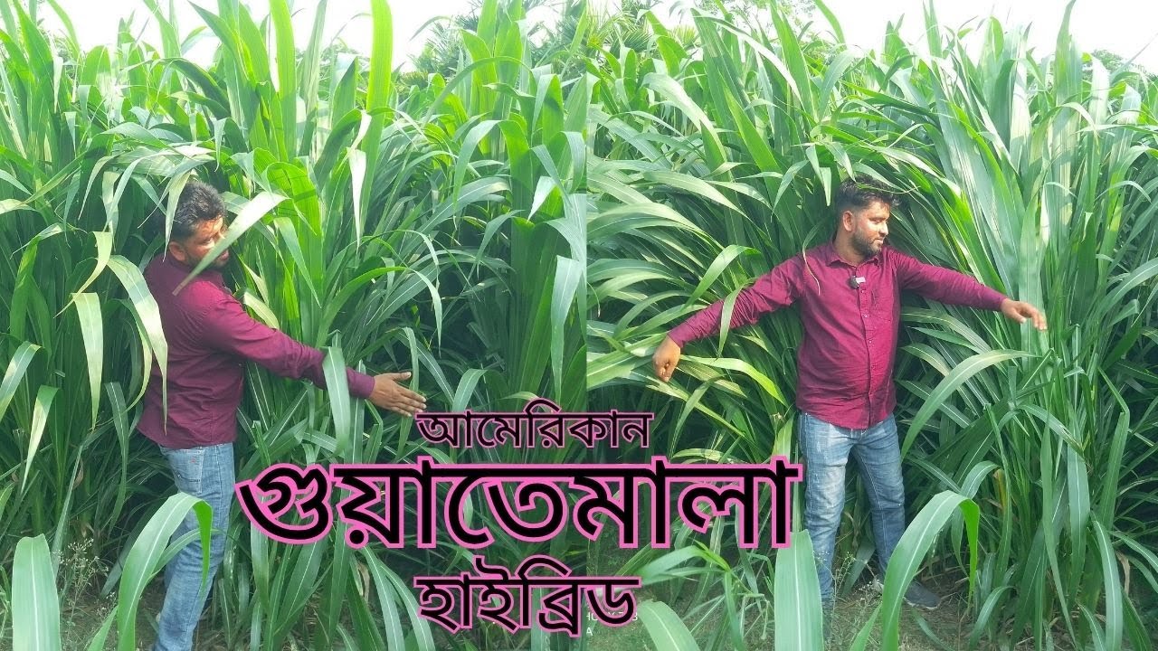✅ গুয়াতেমালা ঘাস চাষ করলাম – ফল দেখে অবাক!