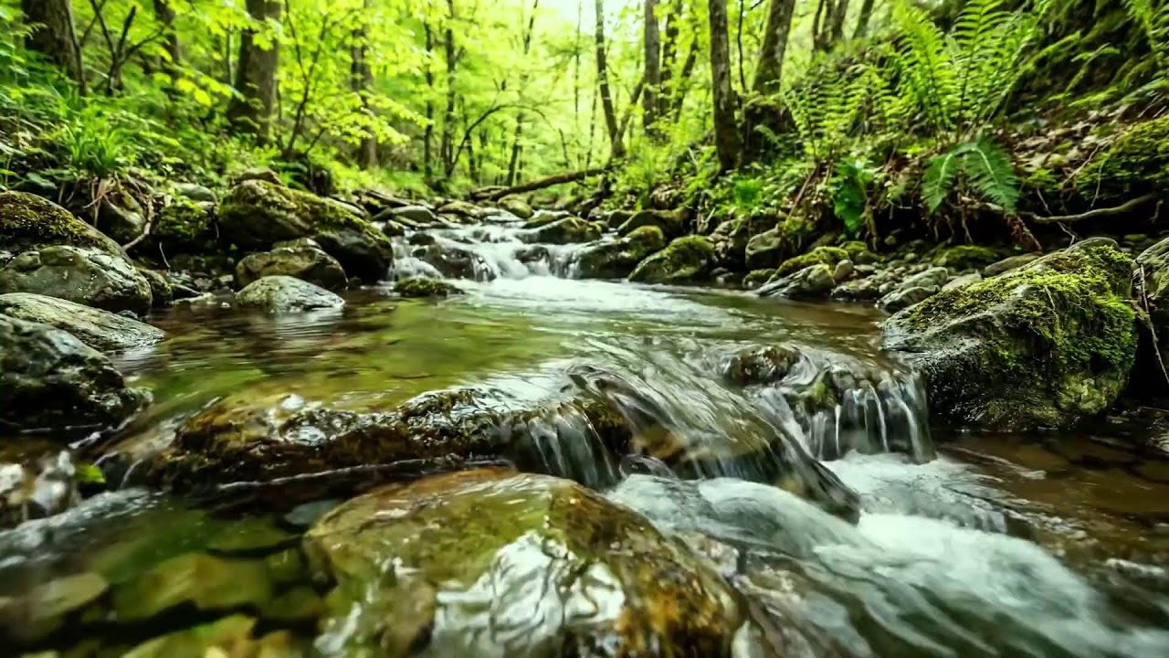 Blue Stream Flowing Through Forest, Birds Singing, Relaxing Sounds of Nature for Calm and Rest