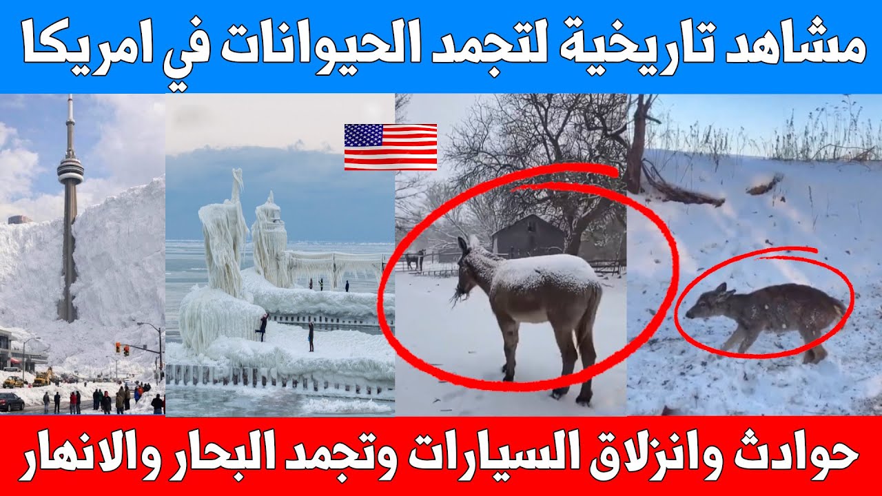 تجمد الحيوانات في امريكا - انزلاق السيارات - تجمد البحار والانهار -  مشاهد تاريخية للعاصفة الثلجية